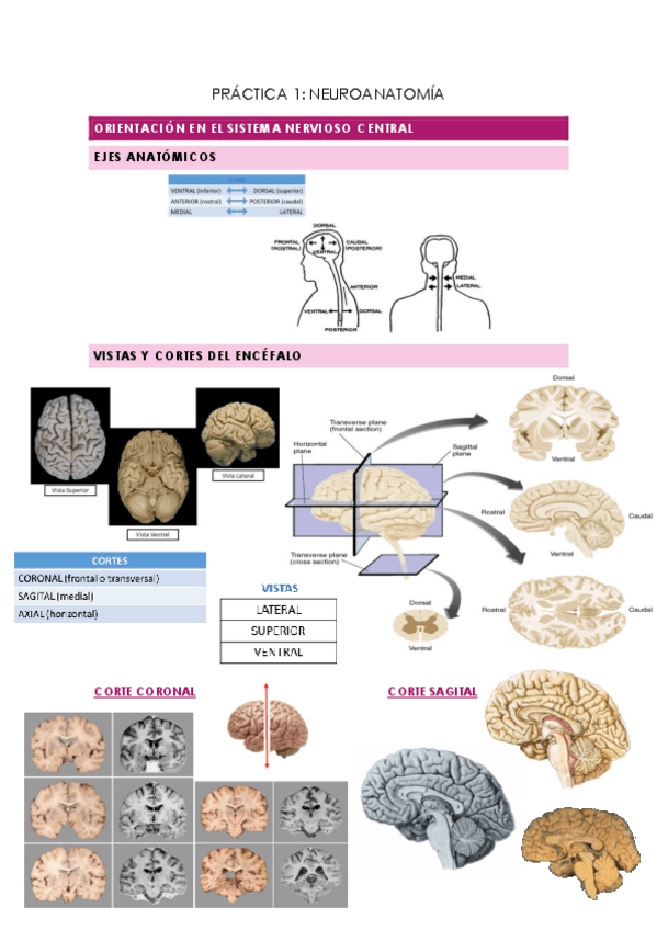 Miniatura del documento PRACTICA-1.pdf
