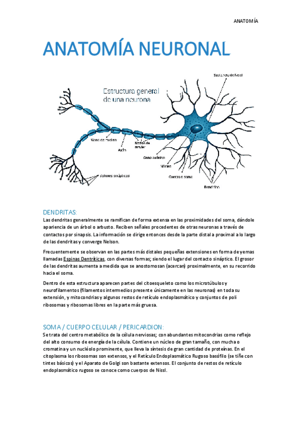 Miniatura del documento Anatomia-Neuronal.pdf
