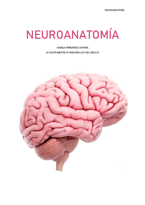 Miniatura del documento Neuroanatomia-belaferchorda.pdf