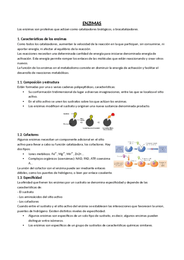 Miniatura del documento Enzimas.pdf