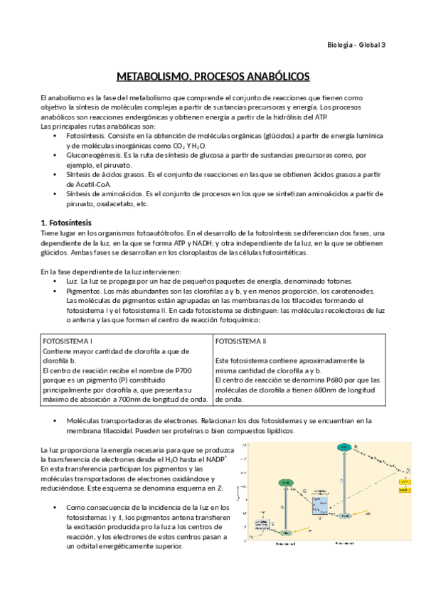 Miniatura del documento Metabolismo.pdf