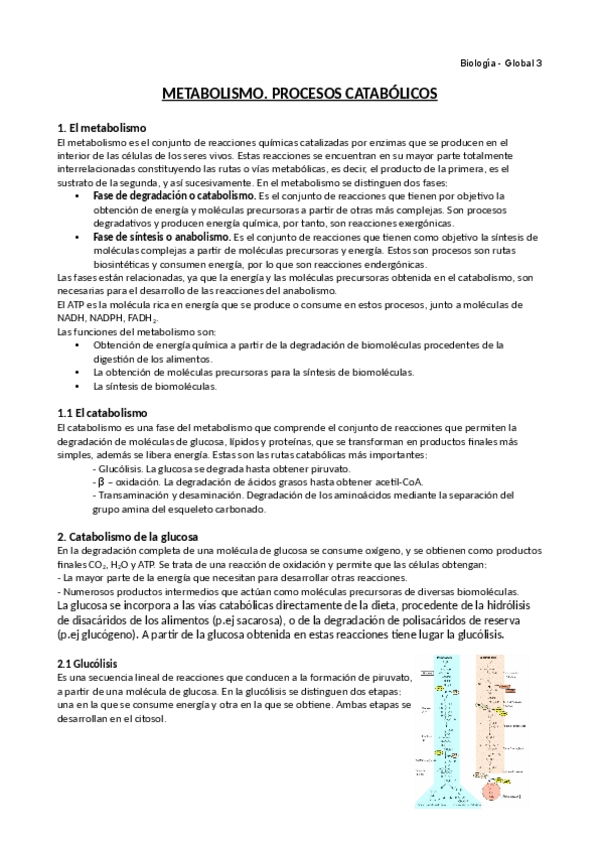 Miniatura del documento Metabolismo.pdf