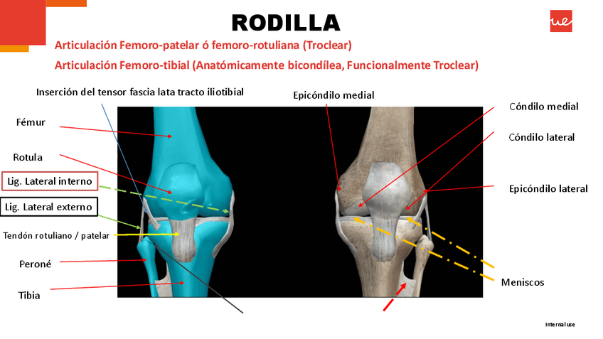 Miniatura del documento Ficha-anatomia-RODILLA.pdf