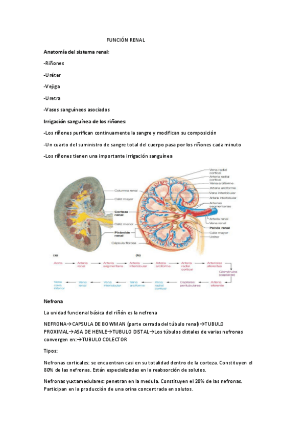 Miniatura del documento SISTEMA-RENAL-COMPLETO.pdf