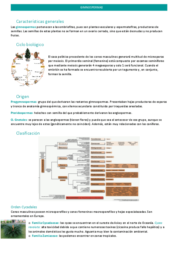 Miniatura del documento gimnospermas.pdf