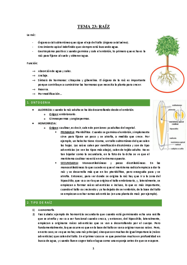 Miniatura del documento Tema-23-Raiz.pdf