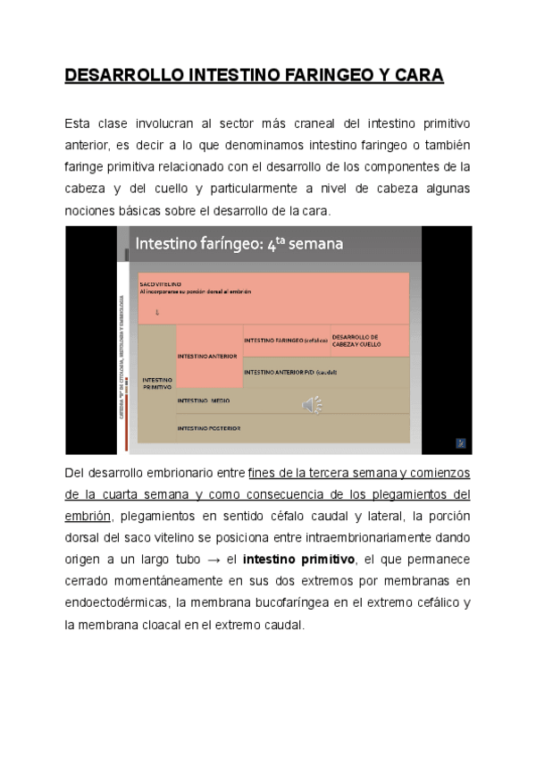Miniatura del documento DESARROLLO-DEL-INTESTINO-FARINGEO-Y-DE-LA-CARA.pdf