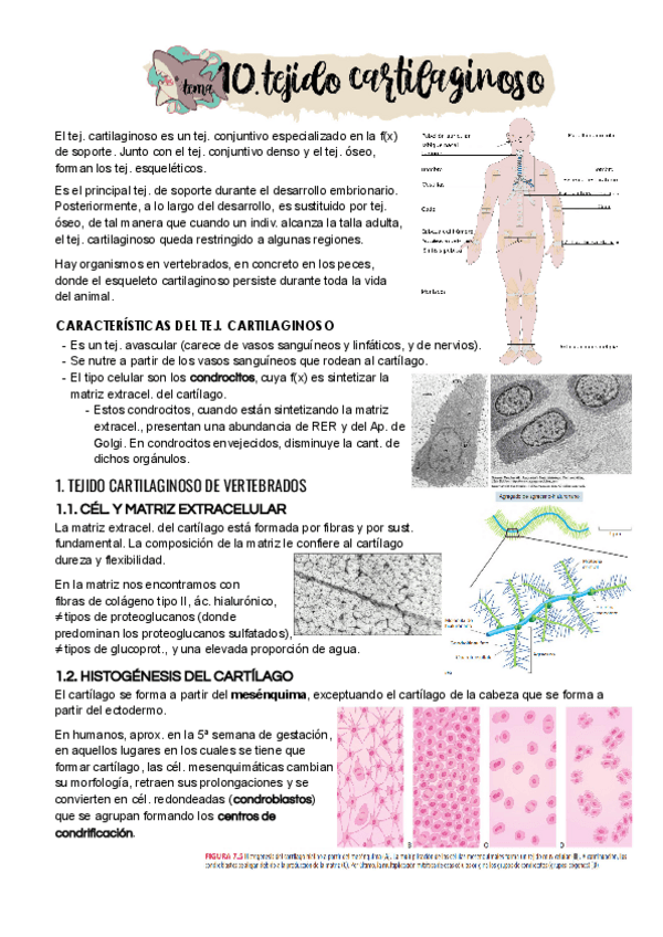 Miniatura del documento Tema-10.pdf