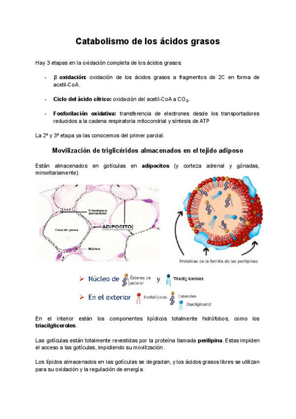 Miniatura del documento Tema-4b-Catabolismo-de-los-acidos-grasos.pdf