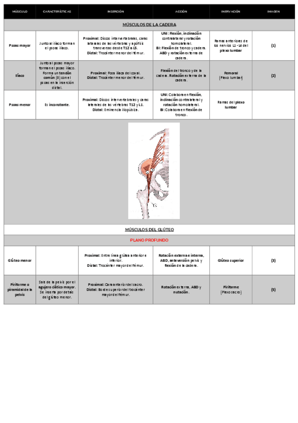Miniatura del documento Tabla-musculos-Cadera-y-gluteo.pdf