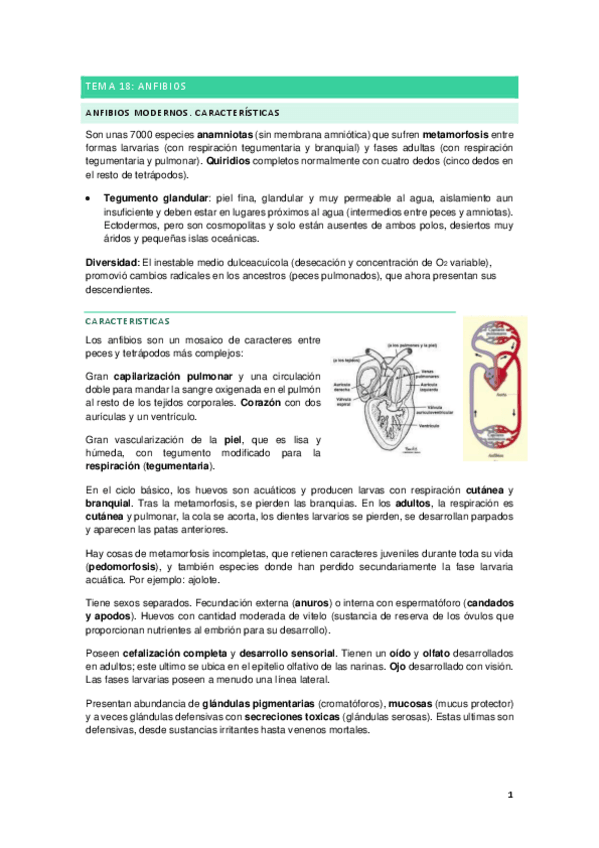 Miniatura del documento ANFIBIOS.pdf