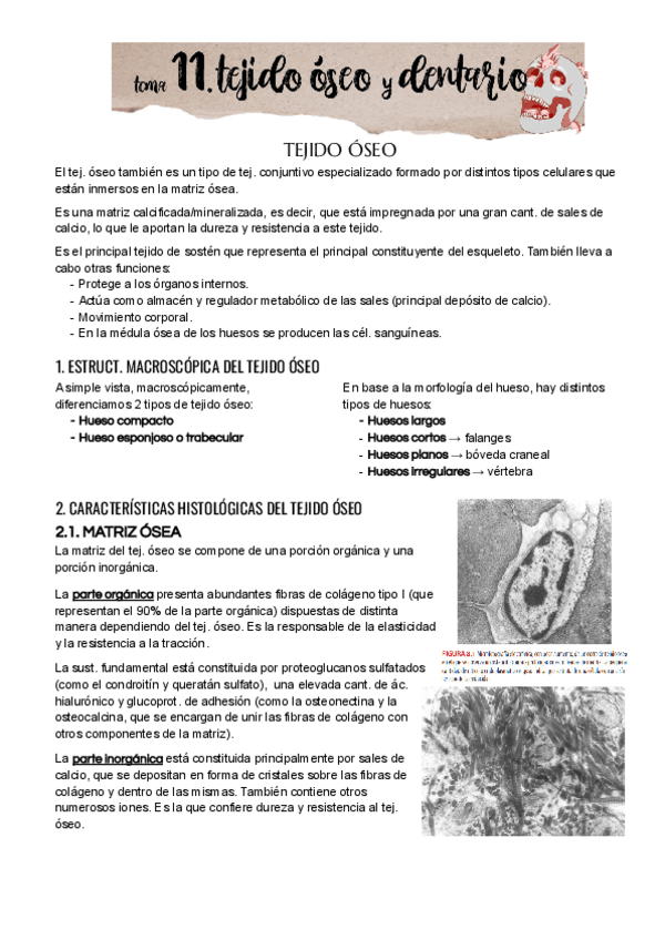 Miniatura del documento Tema-11.pdf