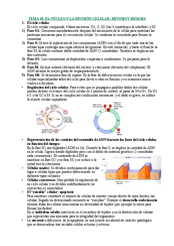 Miniatura del documento Tema-10-biologia.pdf