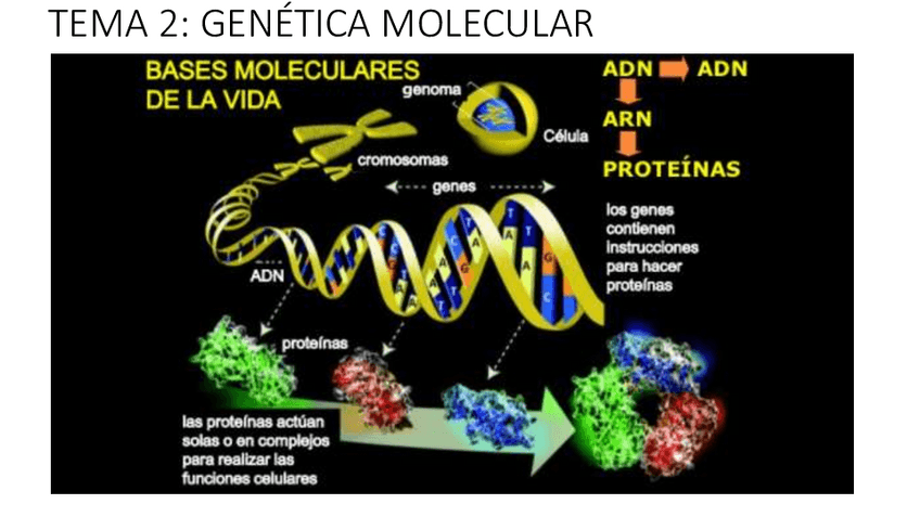 Miniatura del documento TEMA-2-GENETICA-MOLECULAR.pdf
