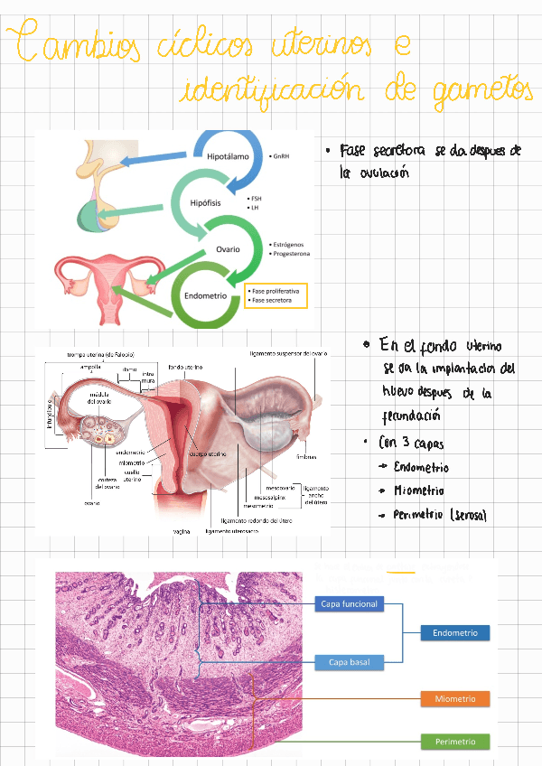 Miniatura del documento Cambios-ciclicos-uterinos-e-identificacion-de-game210903070924.pdf
