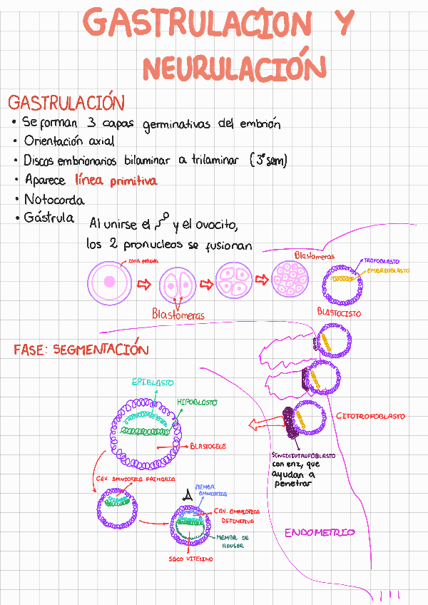 Miniatura del documento Gastrulacion-y-neurulacion210913100452.pdf