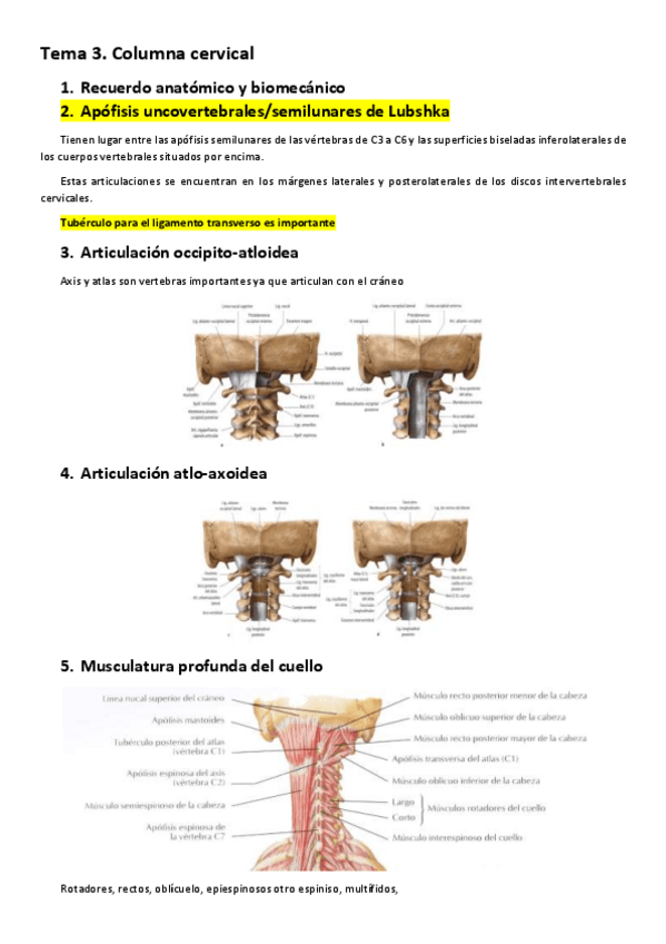 Miniatura del documento Cervical.pdf
