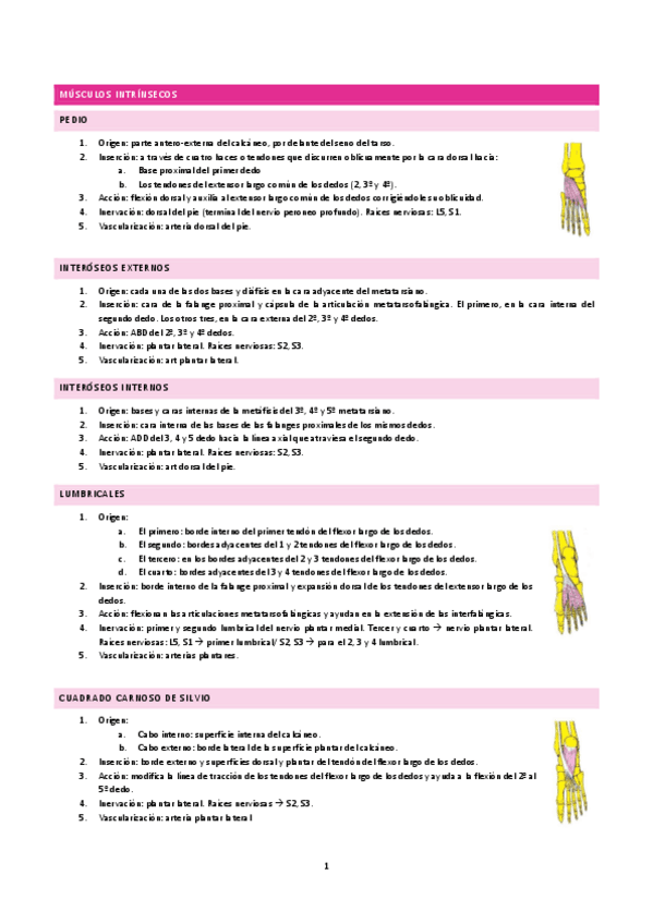 Miniatura del documento musculos-intrinsecos.pdf