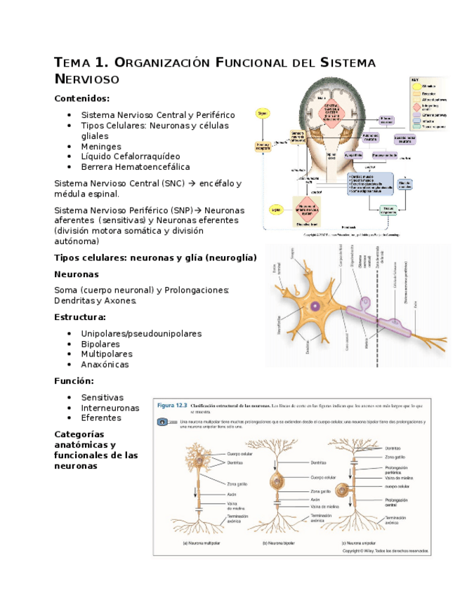 Miniatura del documento TEMA 1.docx