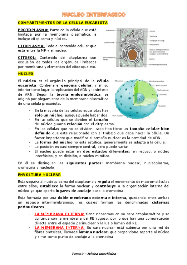 Miniatura del documento Tema-2-Nucleo.pdf
