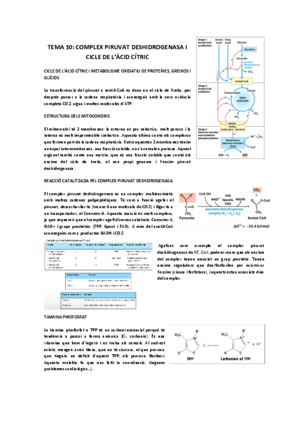 Miniatura del documento TEMA-10-bioquimica-COMPLEX-PIRUVAT-DESHIDROGENASA-I-CICLE-DE-LACID-CITRIC.pdf