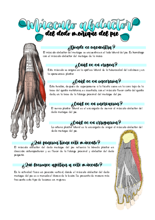 Miniatura del documento Musculo-abductor-del-dedo-menique-del-pie.pdf