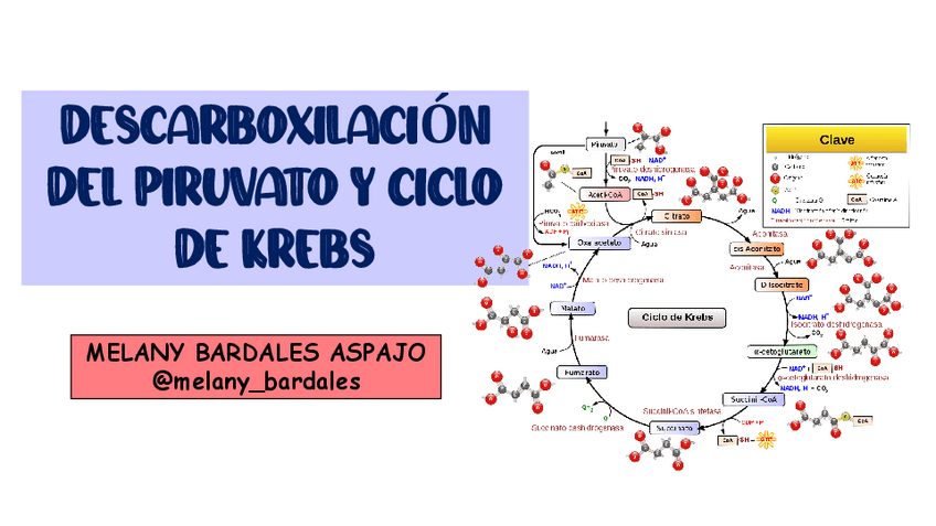 Miniatura del documento DESCARBOXILACION-DEL-PIRUVATO-Y-CICLO-DE-KREBS.pdf