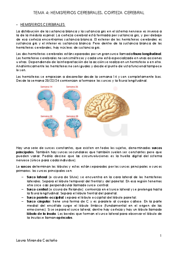 Miniatura del documento Tema 4. Hemisferios cerebrales. Corteza Cerebral.pdf