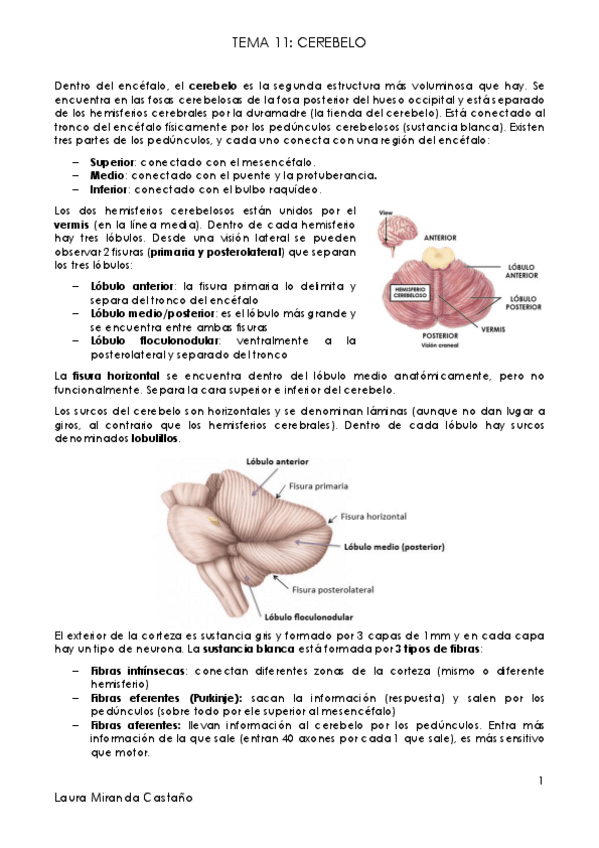Miniatura del documento Tema 11. Cerebelo.pdf