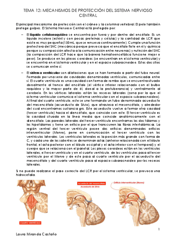 Miniatura del documento Tema 12. Mecanismos de protección del SNC.pdf
