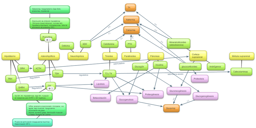 Miniatura del documento mapa conceptual endocrino.jpg