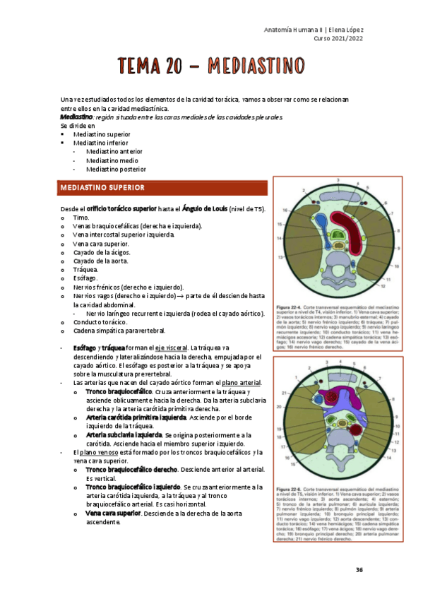 Miniatura del documento APUNTES-MEDIASTINO-Y-MAMA.pdf