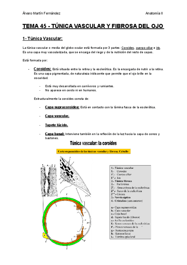 Miniatura del documento TEMA-45-TUNICA-VASCULAR-Y-FIBROSA-DEL-OJO.pdf