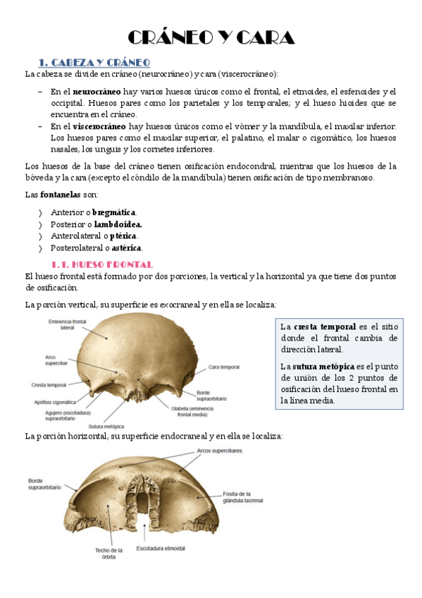 Miniatura del documento Craneo-y-Cara-Teoria.pdf