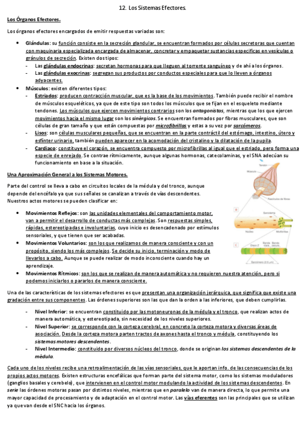 Miniatura del documento 12-Los-Sistemas-Efectores.pdf