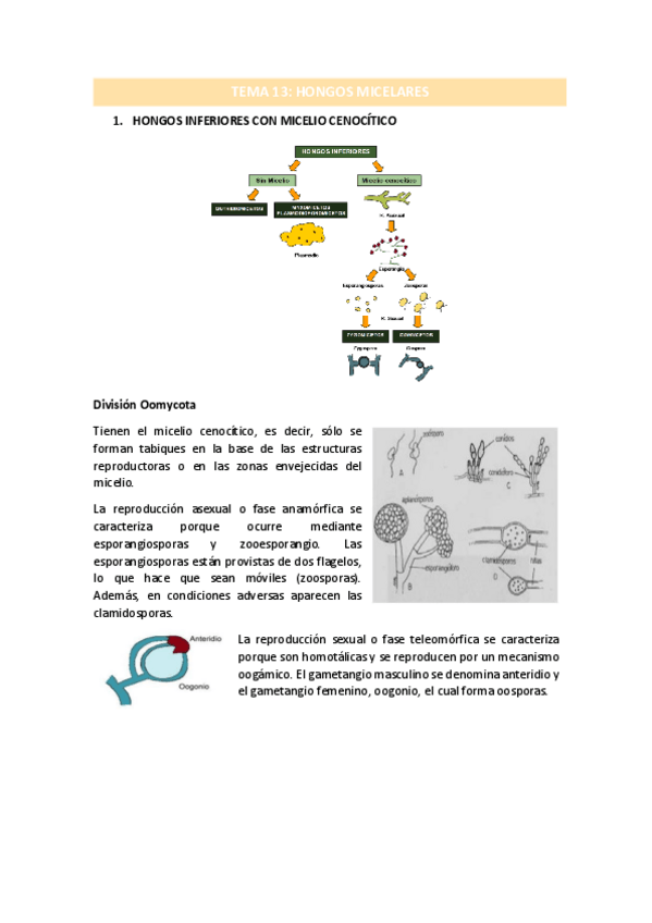 Miniatura del documento TEMA-13.pdf