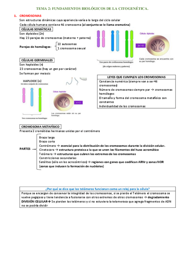Miniatura del documento TEMA-2-BMC.pdf