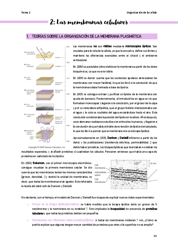 Miniatura del documento Tema-2-organizacion-de-la-celula.pdf