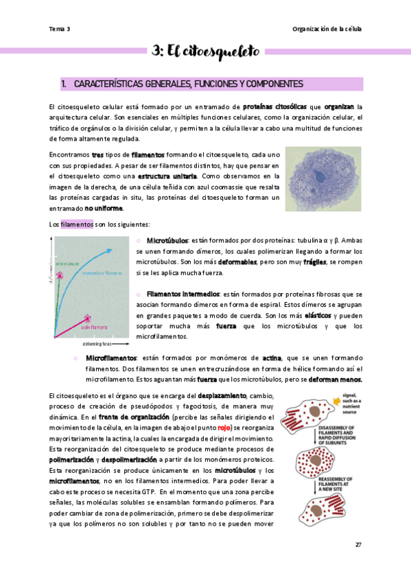 Miniatura del documento Tema-3-Organizacion-de-la-celula.pdf