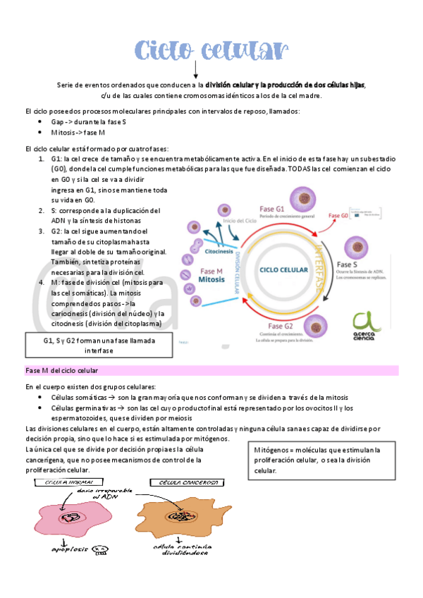 Miniatura del documento 13Ciclo-celular.pdf