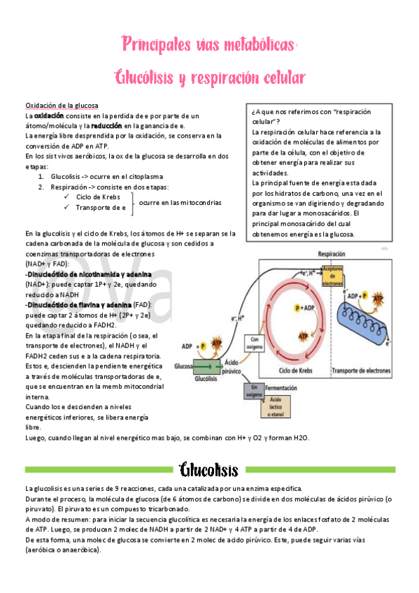 Miniatura del documento 6Glucolisis-y-respiracion-cel.pdf