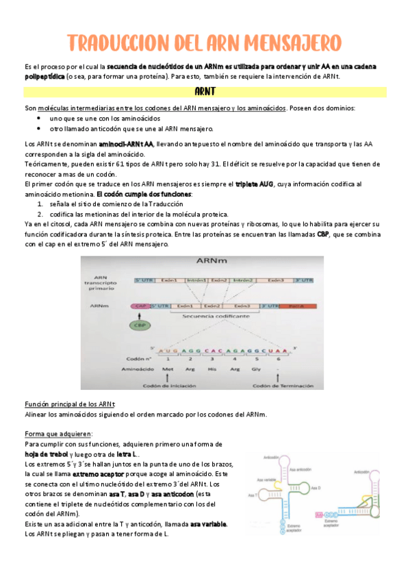 Miniatura del documento 12Traduccion-del-ARN-mensajero.pdf