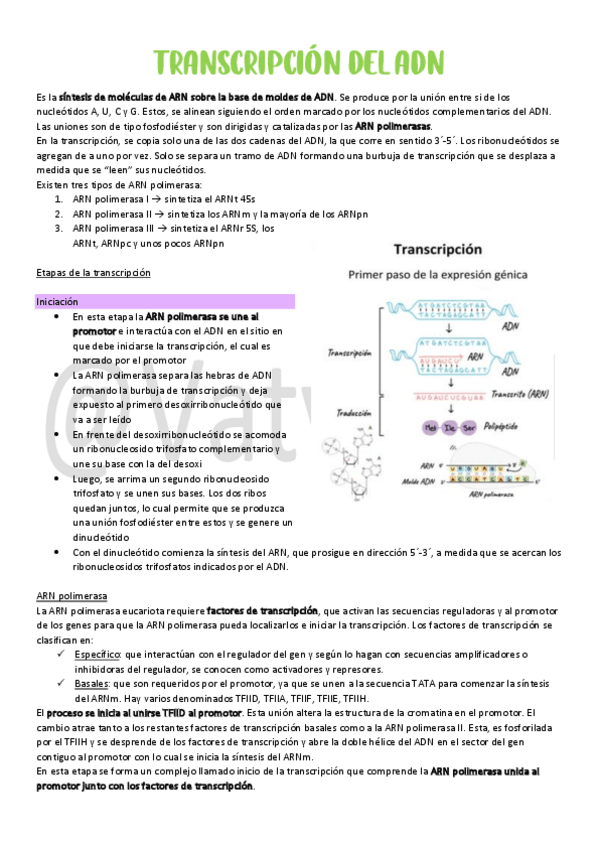 Miniatura del documento 10Transcripcion-del-ADN.pdf
