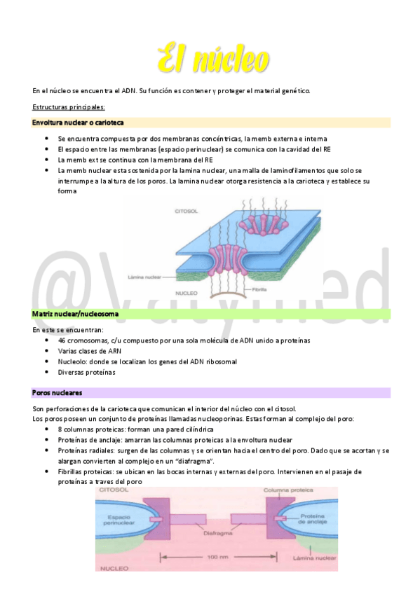 Miniatura del documento 8Nucleo-cromosomas-y-genes.pdf