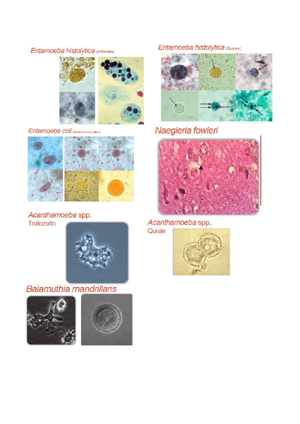 Miniatura del documento imagenes-parasito-1.pdf