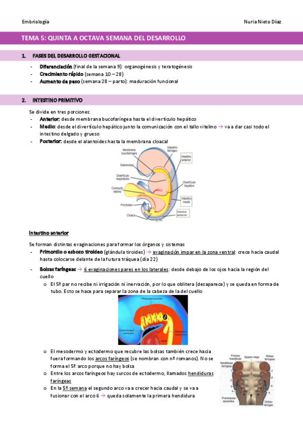 Miniatura del documento TEMA-5-Quinta-a-octava-semana-del-desarrollo.pdf