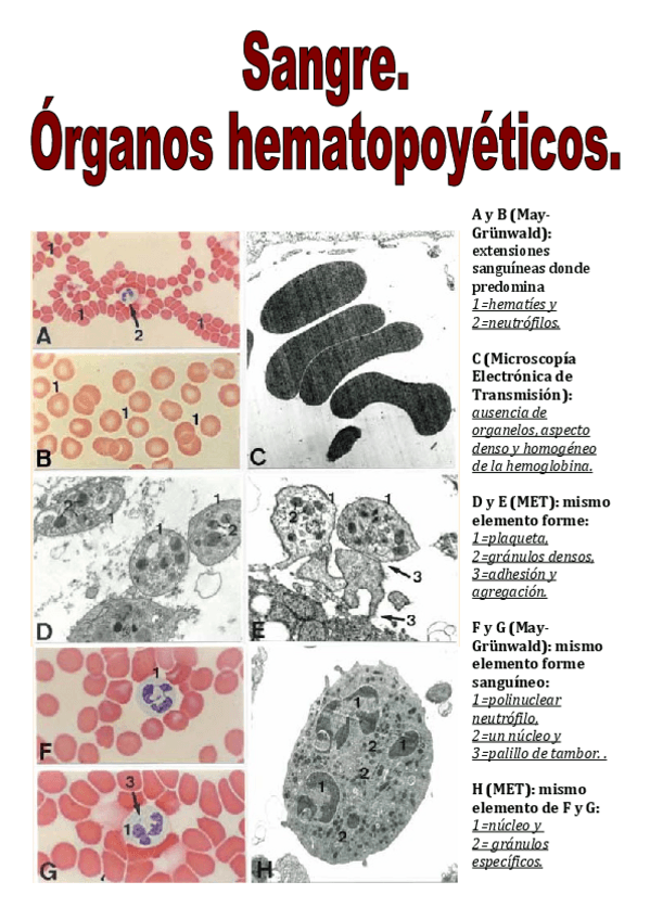 Miniatura del documento Laminas primer parcial.pdf