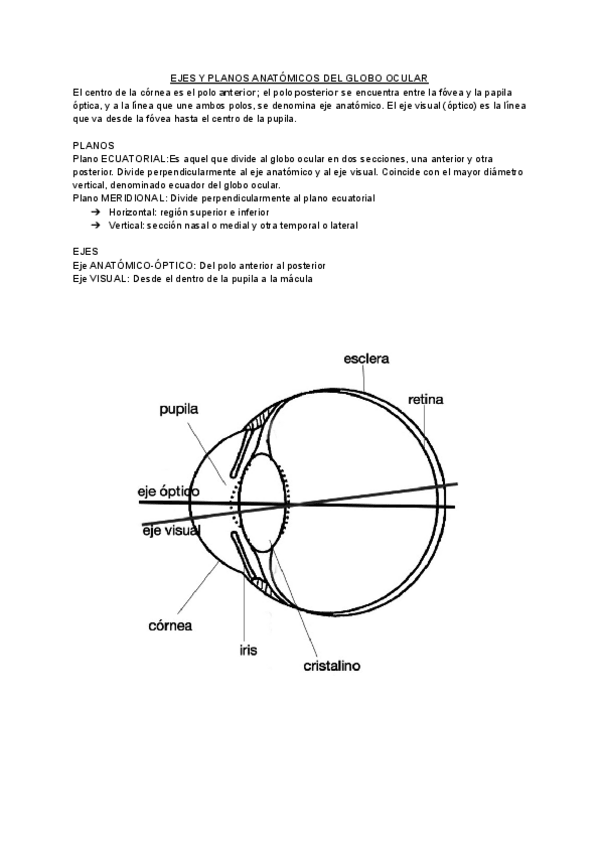 Miniatura del documento TEMARIO-ANATOMIA-VISUAL.pdf