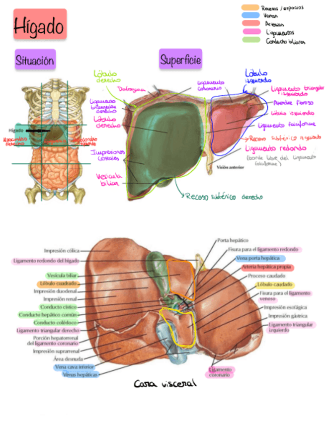 Miniatura del documento Esquema-T28-Higado.pdf