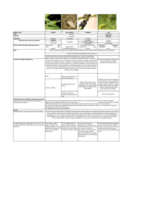 Miniatura del documento Tabla-Insectos-Vectores-soluciones.pdf